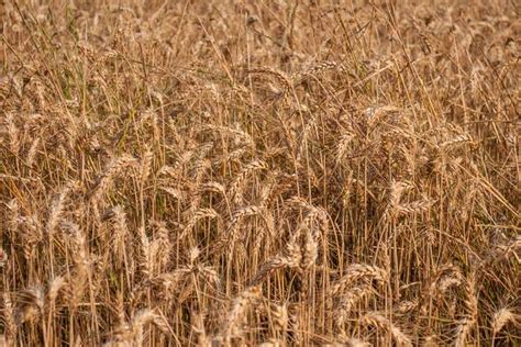 Barley Hd Wallpapers Backgrounds
