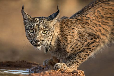 Wild Iberian Lynx Photograph By Xavier Ortega Fine Art America