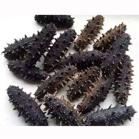 High Quality Dried And Frozen Bald Sea Cucumber Natural Wholesaler Sea Cucumber Buy To Buy Sea