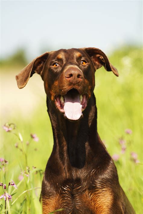 Aug 03, 2020 · 10 cm dilated: Gulf Gate Animal Hospital - Echo - Heart - Murmur - Vet ...