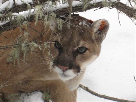 Cougar On The Prowl Penticton News