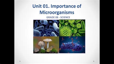 Unit 1 Importance Of Microorganisms Grade 8 Science Youtube