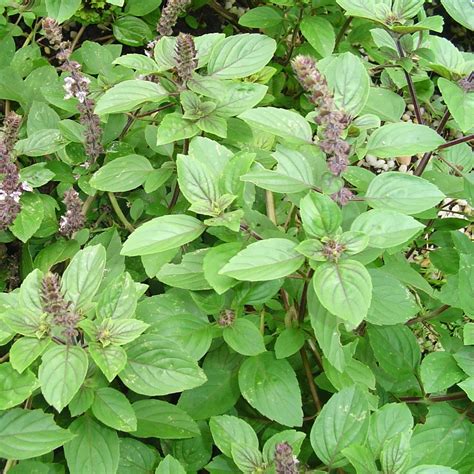 African Blue Basil Herb Plug Plants Rocket Gardens