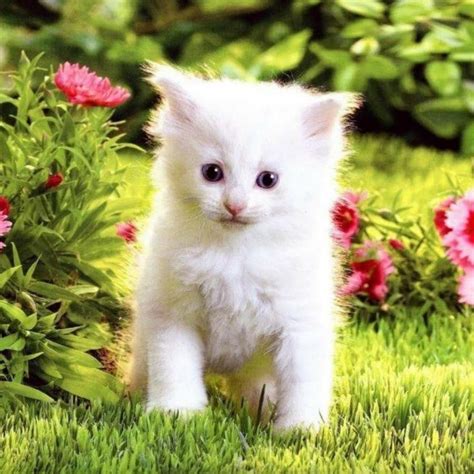In 2020 Kittens Cutest Bengal Cat