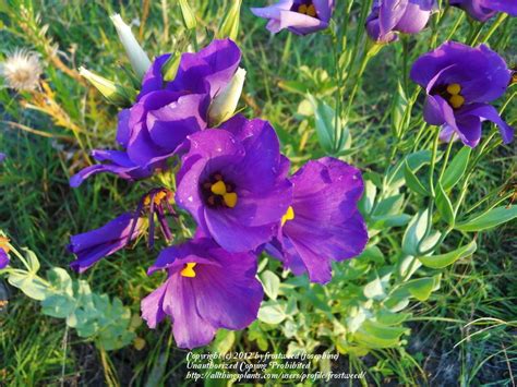 Photo Of The Bloom Of Texas Bluebell Eustoma Exaltatum Subsp