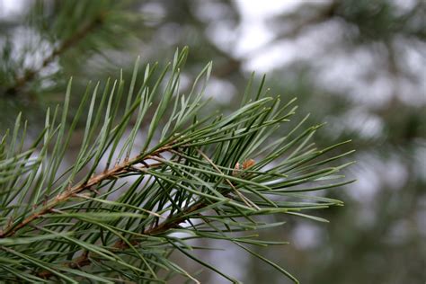 free-photo-pine-tree-closeup-closeup,-green,-nature