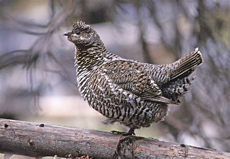 Spruce Grouse Carmacks Bioblitz · Inaturalist