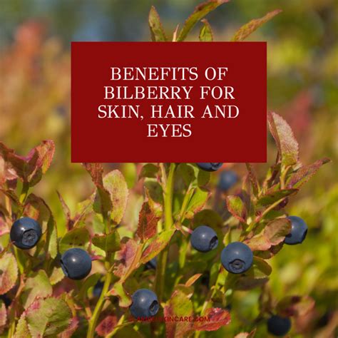 Benefits Of Bilberry For Skin Hair And Eyes
