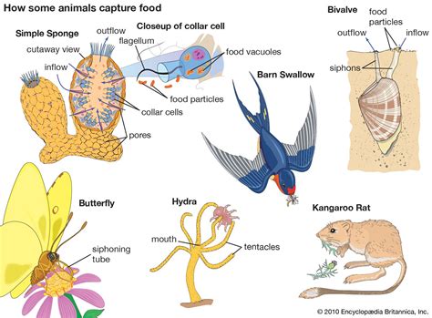 Living Organisms Draw Their Essential Elements From Coconutterlyfair