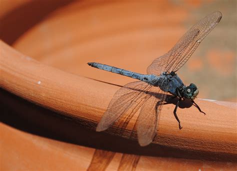 Fly As A Dragonfly 1 So Do Dragonflies Sting Or No