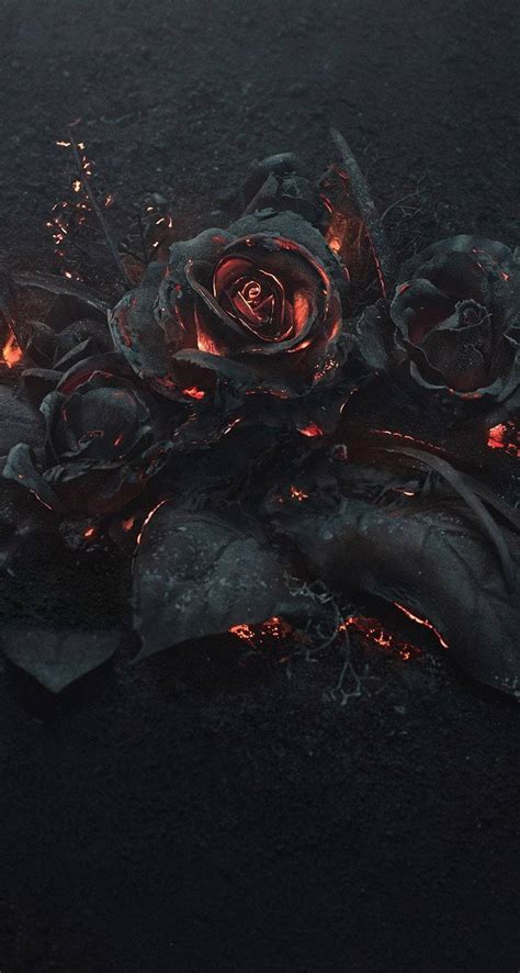 200 Rose Aesthetic Wallpapers