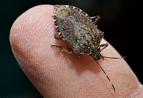 stink bugs are plentiful in mid atlantic states and they re ready to come indoors for winter