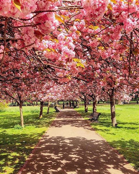 I Cant Wait For These Pink Blossom Trees To Bloom In Greenwich Park