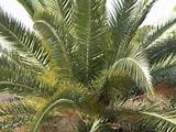 Pictures of What Is Palm Oil