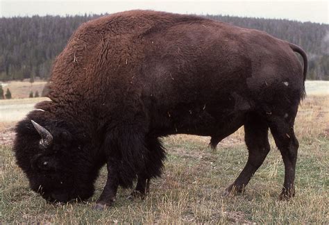 Bison Officially Declared National Mammal Of The United States
