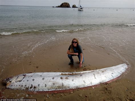 Oarfish Measuring Feet Long Washes Up Off The Coast Of South California Daily Mail Online