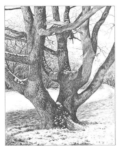 How To Draw An Oak Tree In The Snow Artists And Illustrators