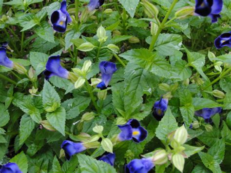 Nothing makes a beautiful landscape stand out like annual flowers. Central Florida Gardener: Changing Over to Summer Annuals