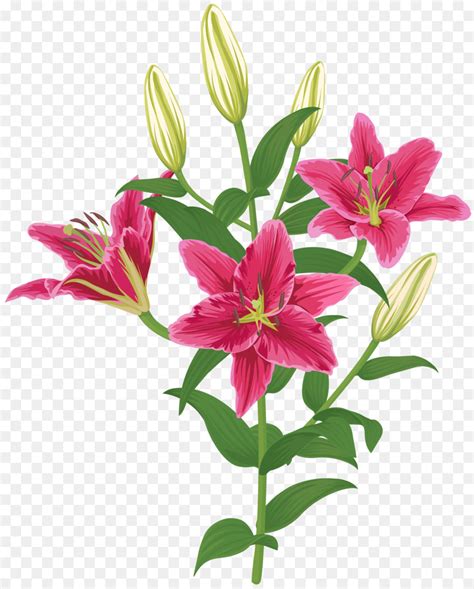 Lily Stargazer Flower Madonna Lily Clip Art Flower Png Download Free