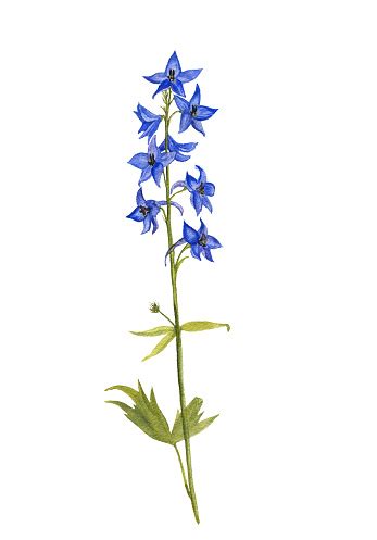 Check spelling or type a new query. Watercolor Drawing Larkspur Flowers Stock Illustration ...
