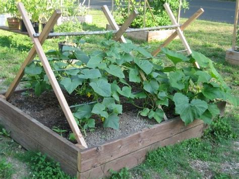 Do green beans need a trellis? Trellis Plans For Cucumbers - WoodWorking Projects & Plans