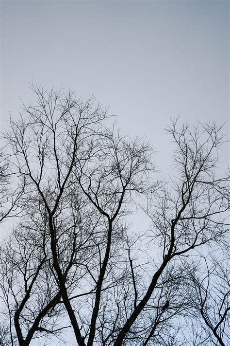 Leafless Tree Under Gray Sky Hd Phone Wallpaper Peakpx