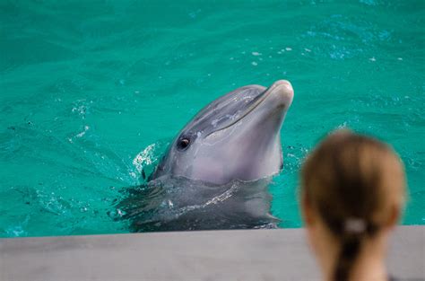 The 7 Best Places To Swim With Dolphins In The World Tourism Teacher