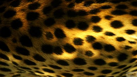 Cheetah Wallpapers Animal Spot HD Wallpapers Download Free Images Wallpaper [wallpaper981.blogspot.com]