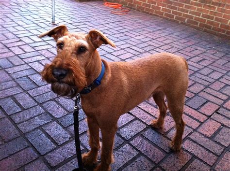 shamrock in new york adopted irish terrier rescue network