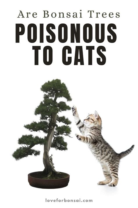 Are Bonsai Trees Dangerous For Cats