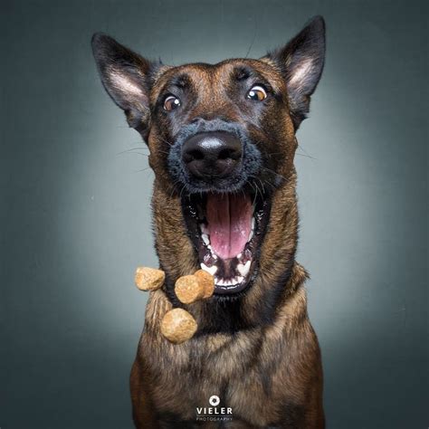 Dogs Catching Treats Photo Series Popsugar Uk Parenting Photo 8
