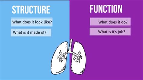 Structure Vs Function In Biology How Are They Different Youtube