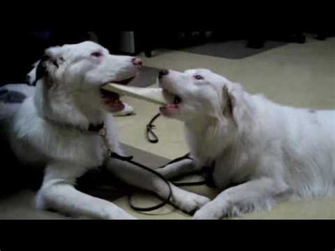Resource guarding is abnormal behavior. Resource Guarding - How to Teach Your Dog to Share ...