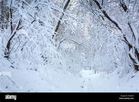 Beautiful Winter Tunnel Stock Photo Alamy