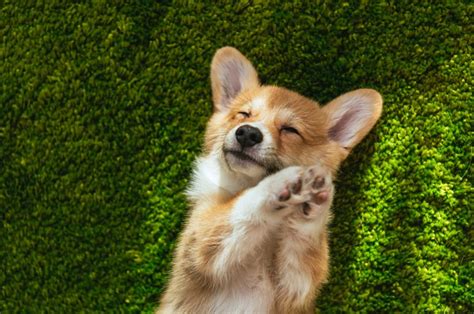 Ain't nothin' but a hound dog! This corgi puppy video is sure to make your day! | 99.1 ...