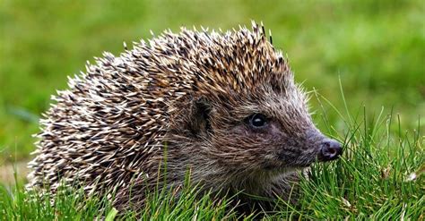 Hedgehog Animal Facts | AZ Animals
