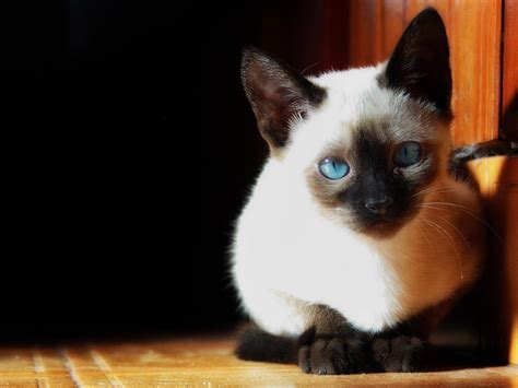 Siamese Cats Wallpapers Wallpaper Cave