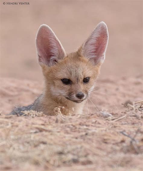 𝐄𝐱𝐤𝐥𝐮𝐬𝐢𝐯𝐞 𝐀𝐧𝐢𝐦𝐚𝐥𝐬 On Instagram A Cape Fox Pup Peeping From Its