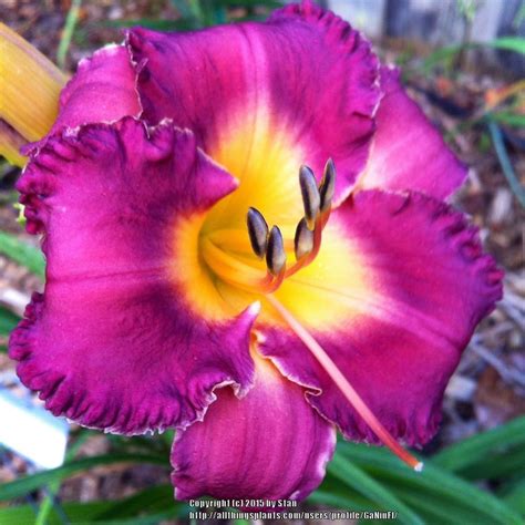 Photo Of The Bloom Of Daylily Hemerocallis Night Whispers Posted By