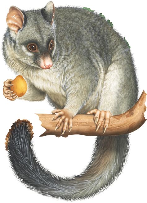 a guide to australia s possums and gliders australian geographic