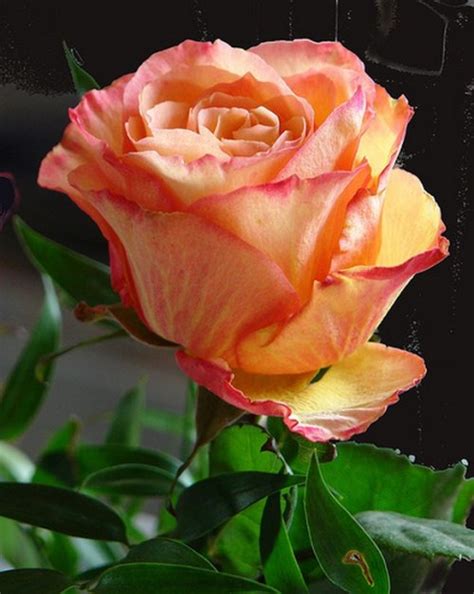 Funlush Different Colors Of Beautiful Roses Collection