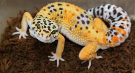 Find many great new & used options and get the best deals for collection of fun toys pet lizard fake animal small rubber rare at the best online prices at ebay! Leopard Gecko Genetic Morph Calculator - MorphMarket