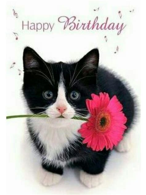 Happy Birthday Cat Images Free Happy Birthday Cards Birthday Wishes