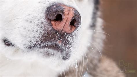 Top 10 What Dog Breeds Get Snow Nose You Need To Know