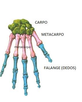 Ossos da Mão Carpo Metacarpo Falanges e Outros Anatomia