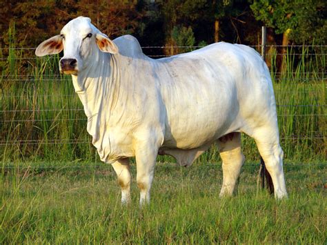 The brahman is an american breed of zebuine beef cattle. October 2011 ~ planetanimalzone