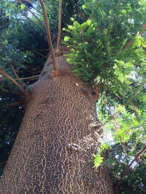 Monkey puzzle is not bothered by pests or diseases usda zone: Photo of the stem, scape, stalk or bark of False Monkey ...