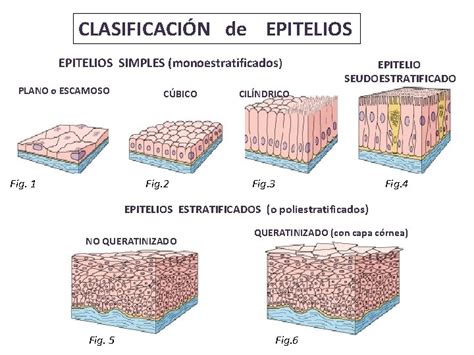 Tejido Epitelial Clasificacin De Epitelios Simples Monoestratificados Plano