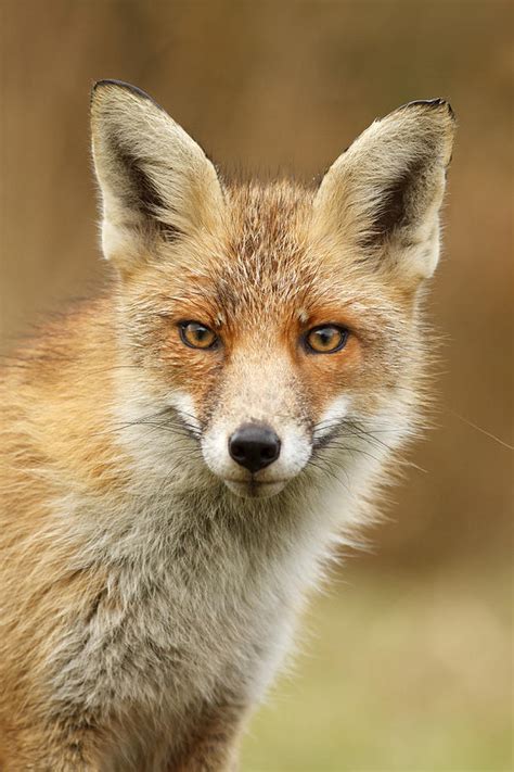 Foxy Face Photograph By Roeselien Raimond Fine Art America