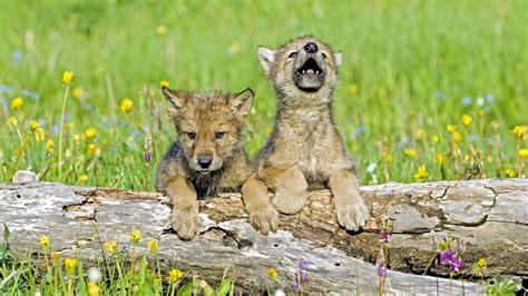 Three Wolf Pups Confirmed In Colorado Cpw Moves Forward With Phase One